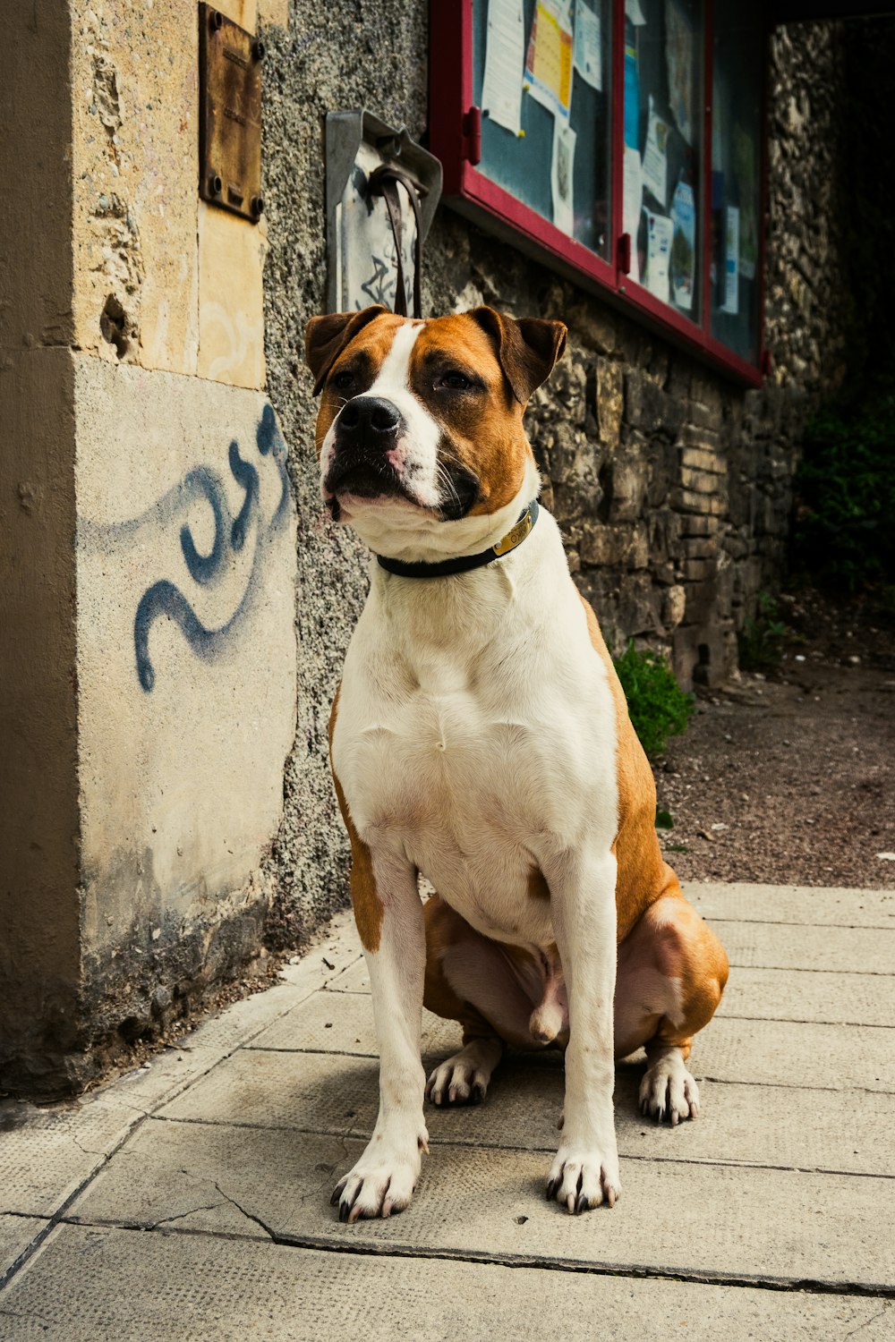 a brown and white dog sitting on a sidewalk