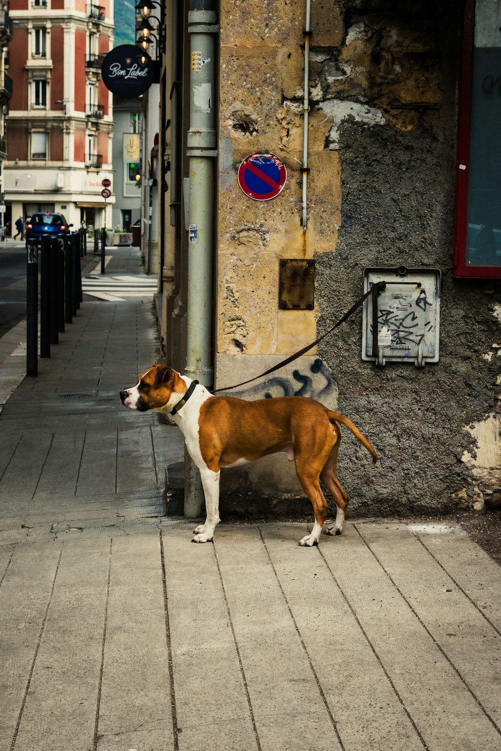 a brown and white dog standing on a sidewalk