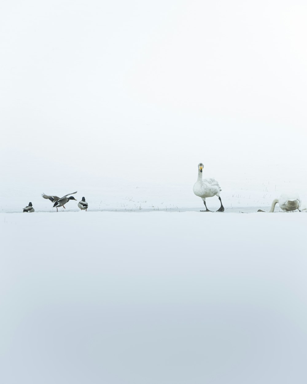 una bandada de pájaros de pie en la cima de un campo cubierto de nieve