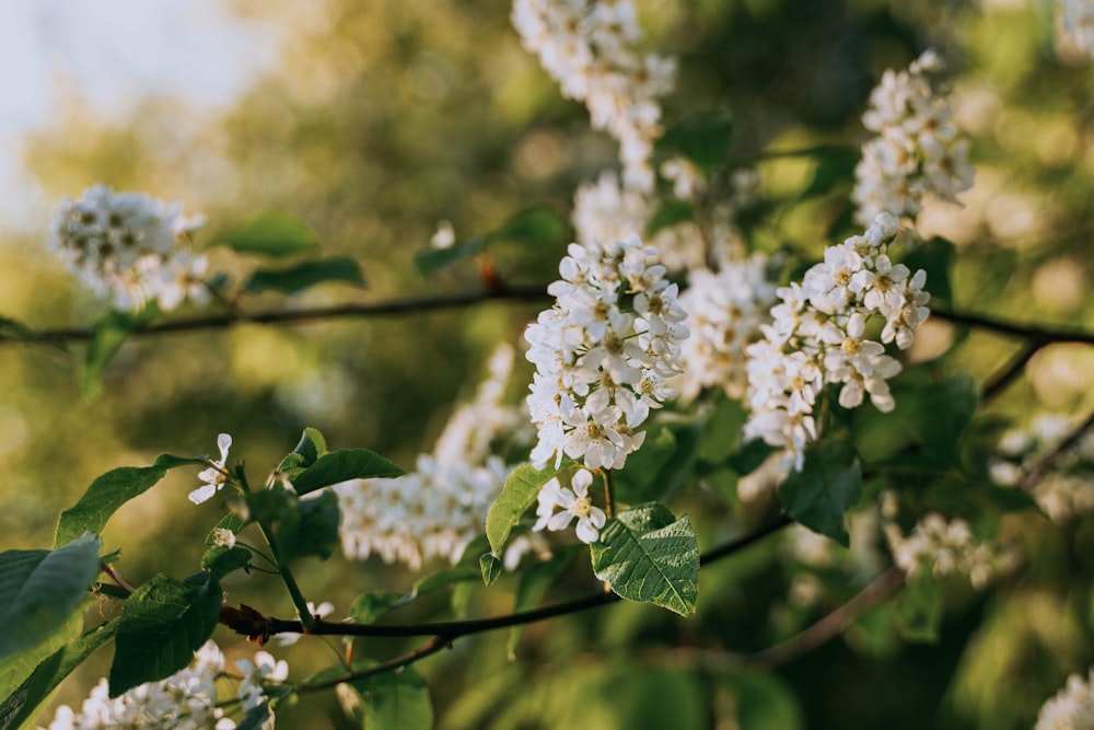 a branch with white flowers and green leaves