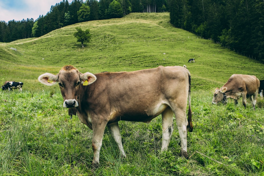 a brown cow standing on top of a lush green field