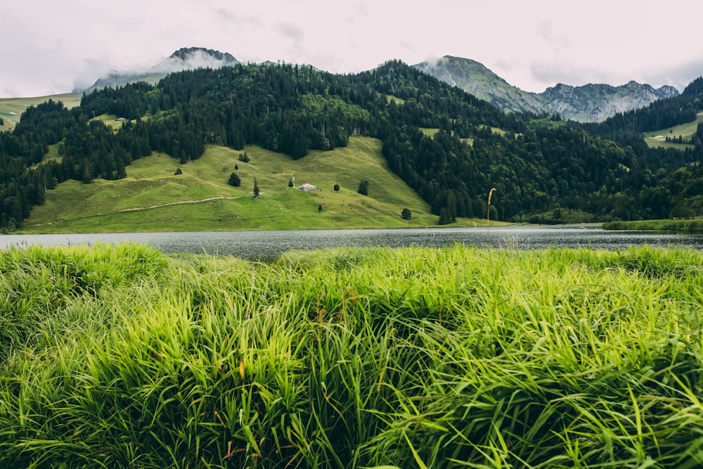 a grassy field with mountains in the background