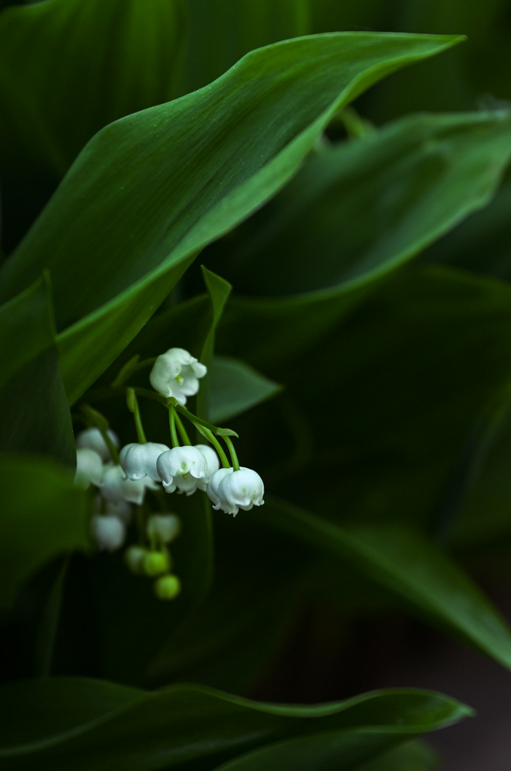 a close up of a bunch of white flowers