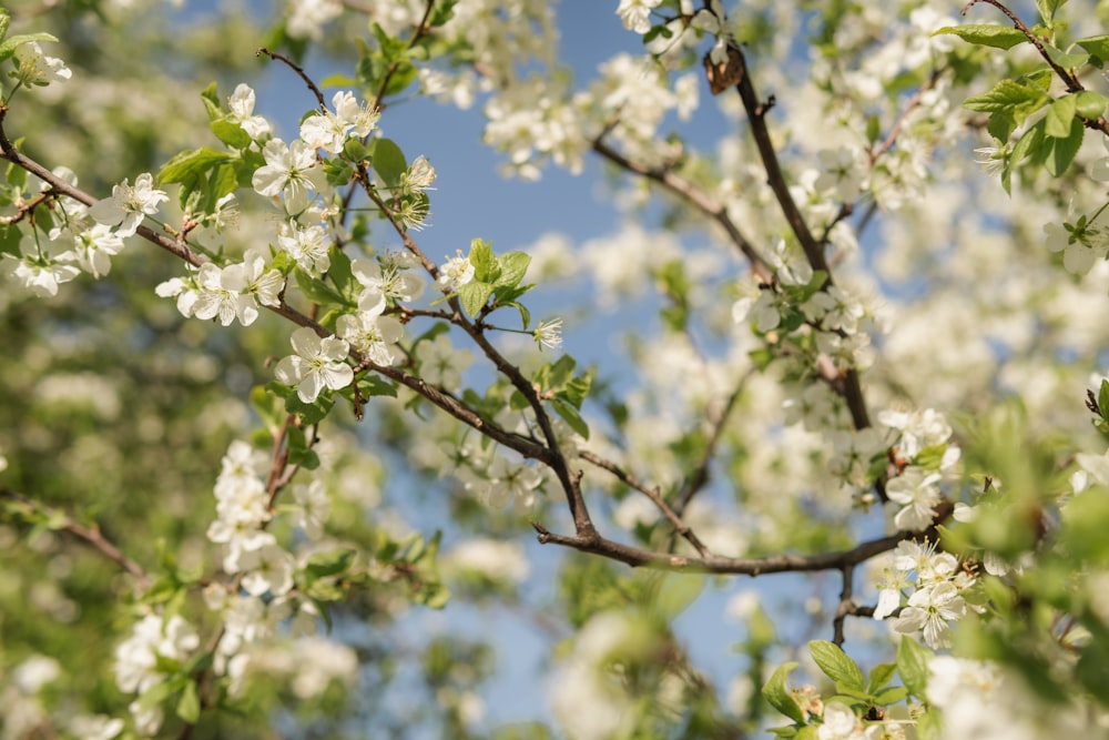 a tree with white flowers and green leaves