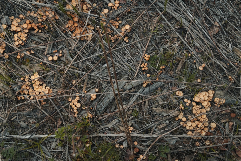 a bunch of small mushrooms on the ground