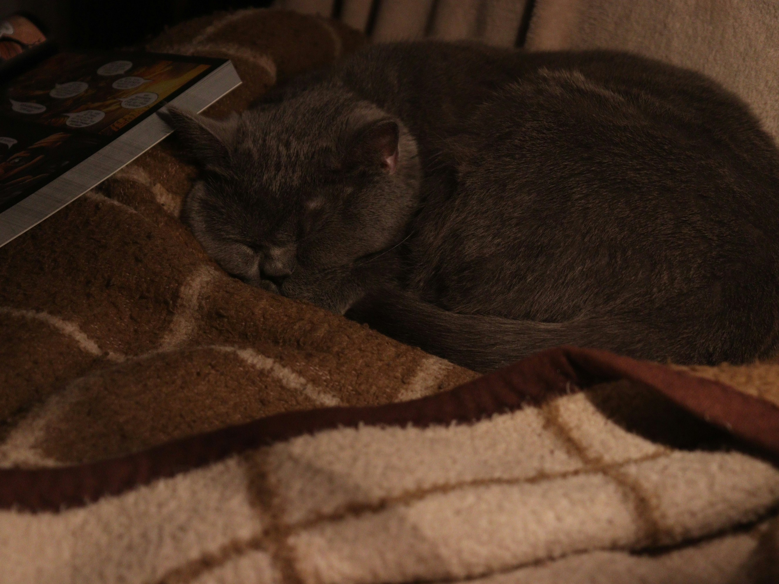 Favorite Blanket Nesting (image credits: unsplash)