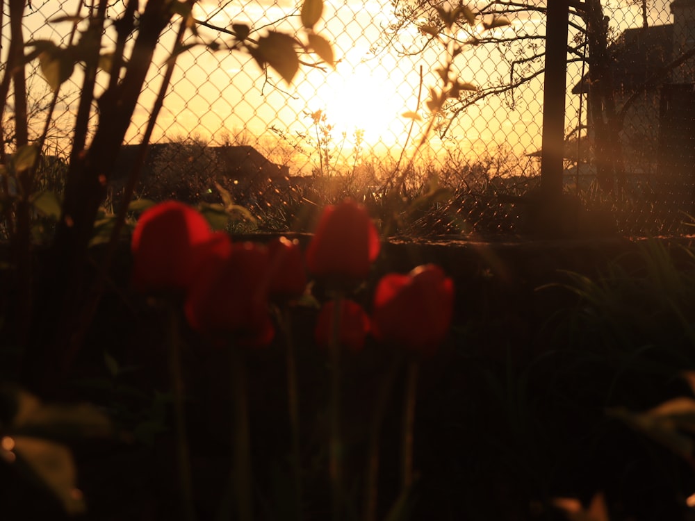 the sun is setting behind a chain link fence