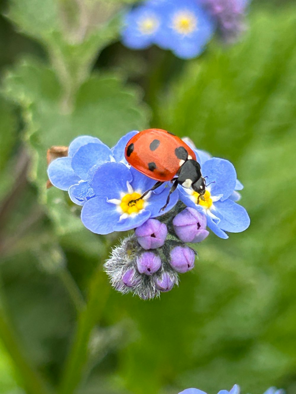 a lady bug sitting on top of a blue flower