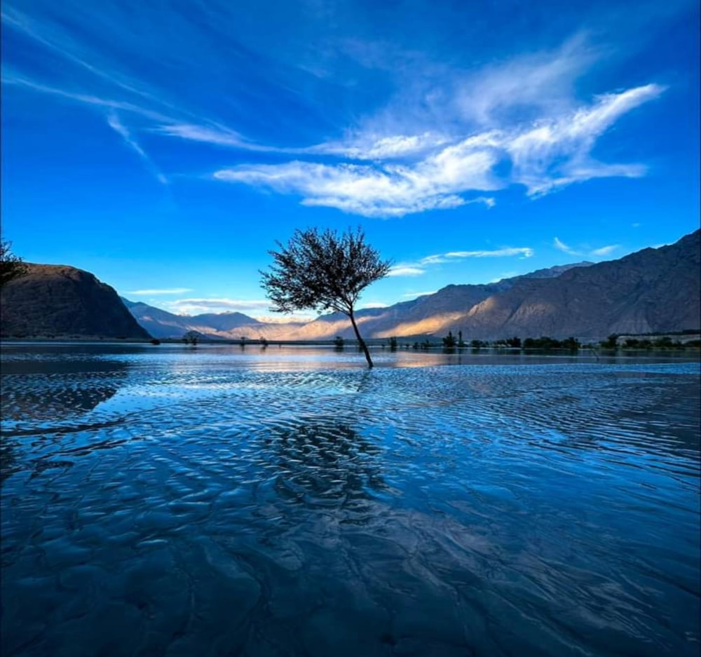 a lone tree in the middle of a lake