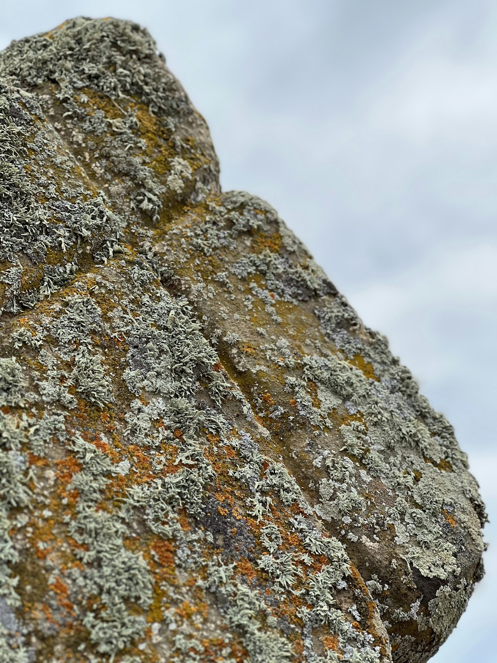 a close up of a rock with moss growing on it