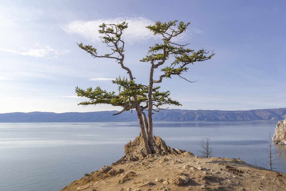 a lone tree on a small island in the middle of a lake