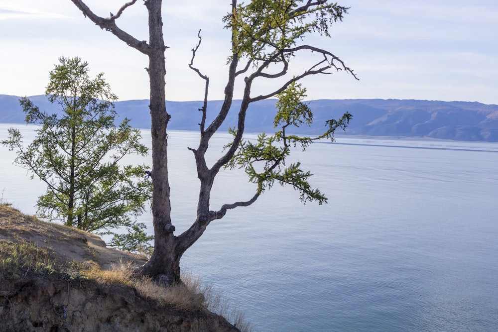 a lone tree on the edge of a cliff overlooking the water
