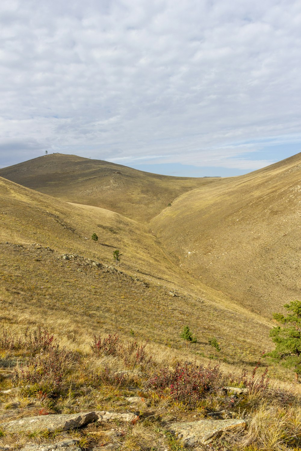 a grassy hill with a few trees on top of it