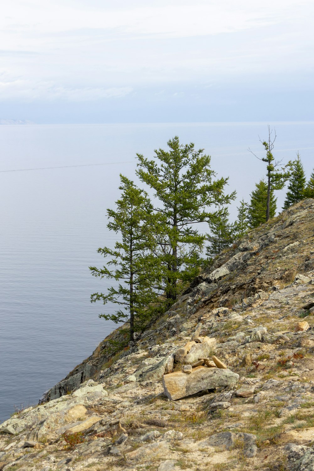 a lone tree on the edge of a cliff overlooking a body of water