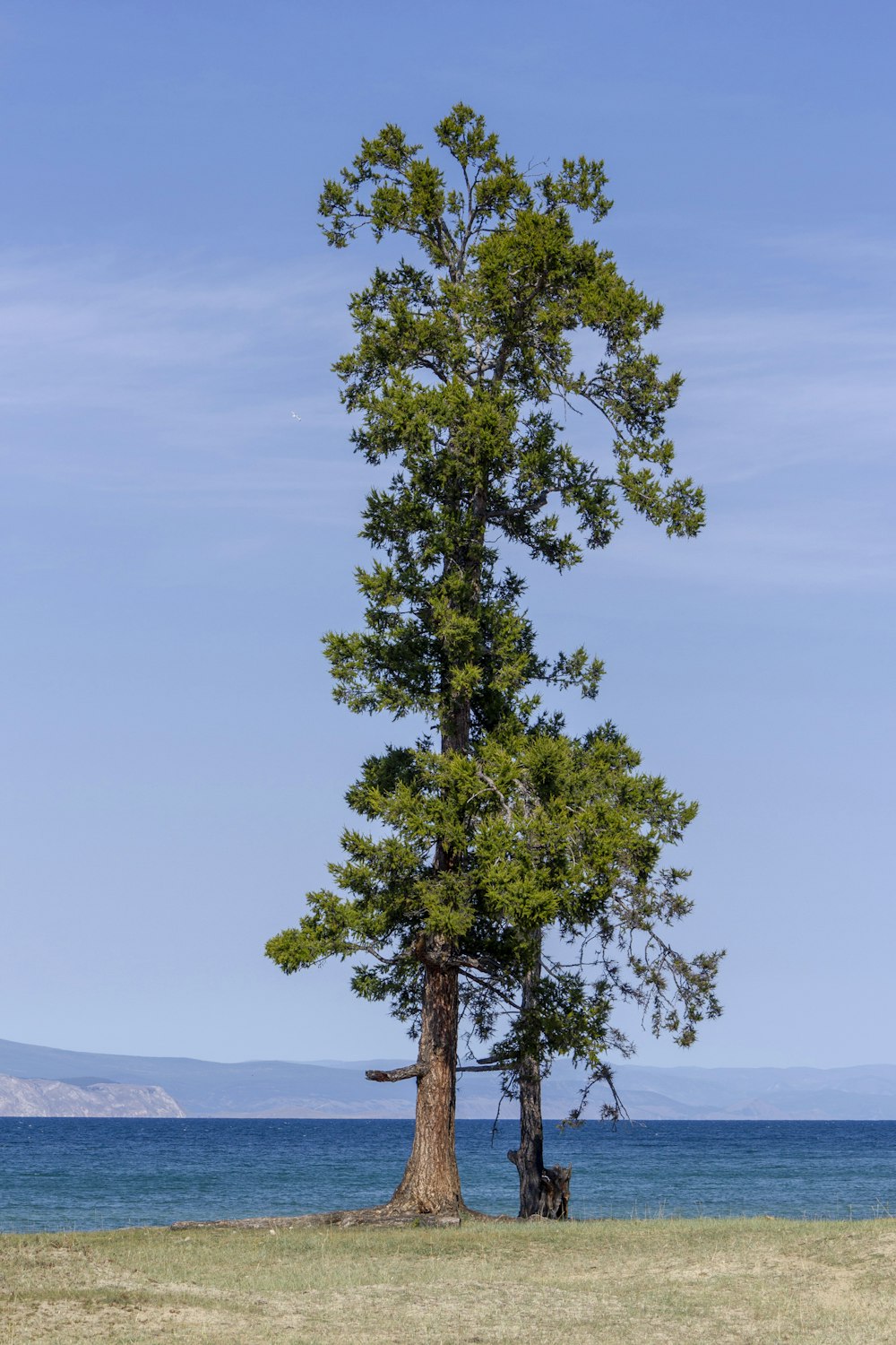 un albero solitario in un campo vicino a uno specchio d'acqua