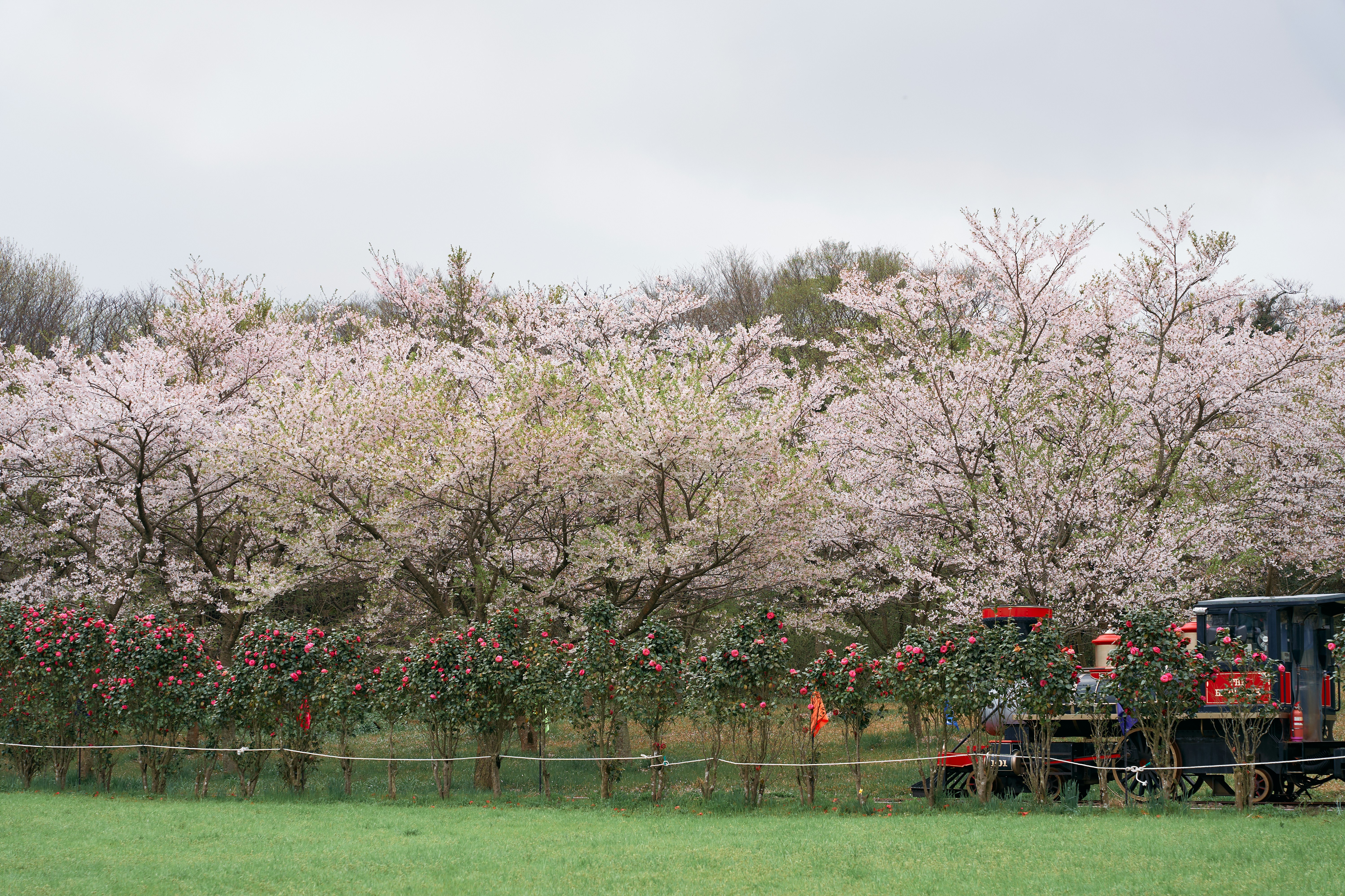 a train traveling through a lush green countryside