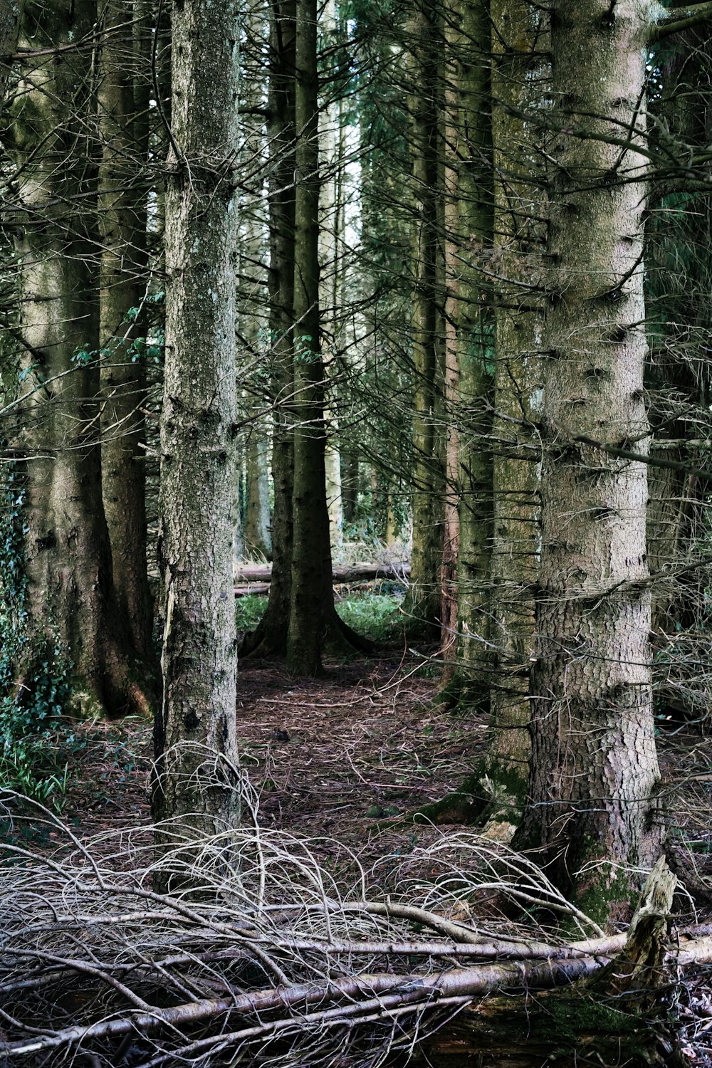 a forest filled with lots of tall trees