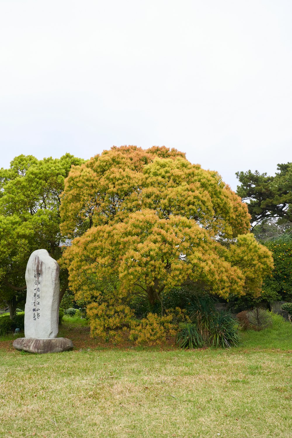 a large tree in the middle of a grassy area