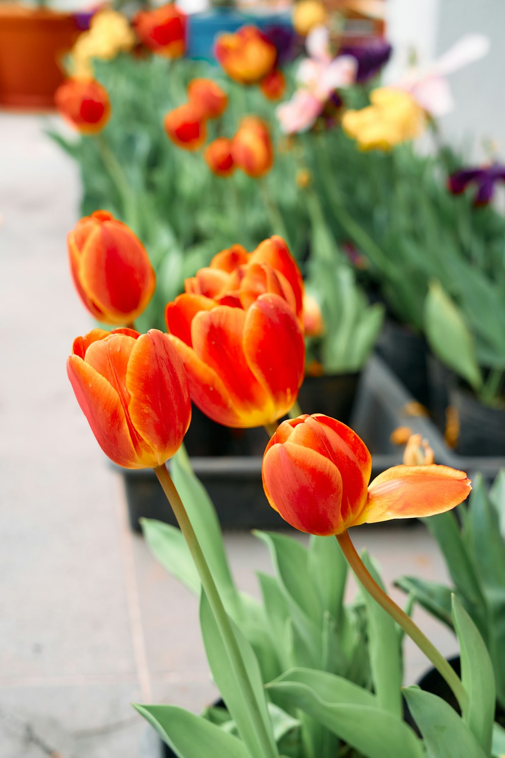 a group of orange and yellow tulips in a garden