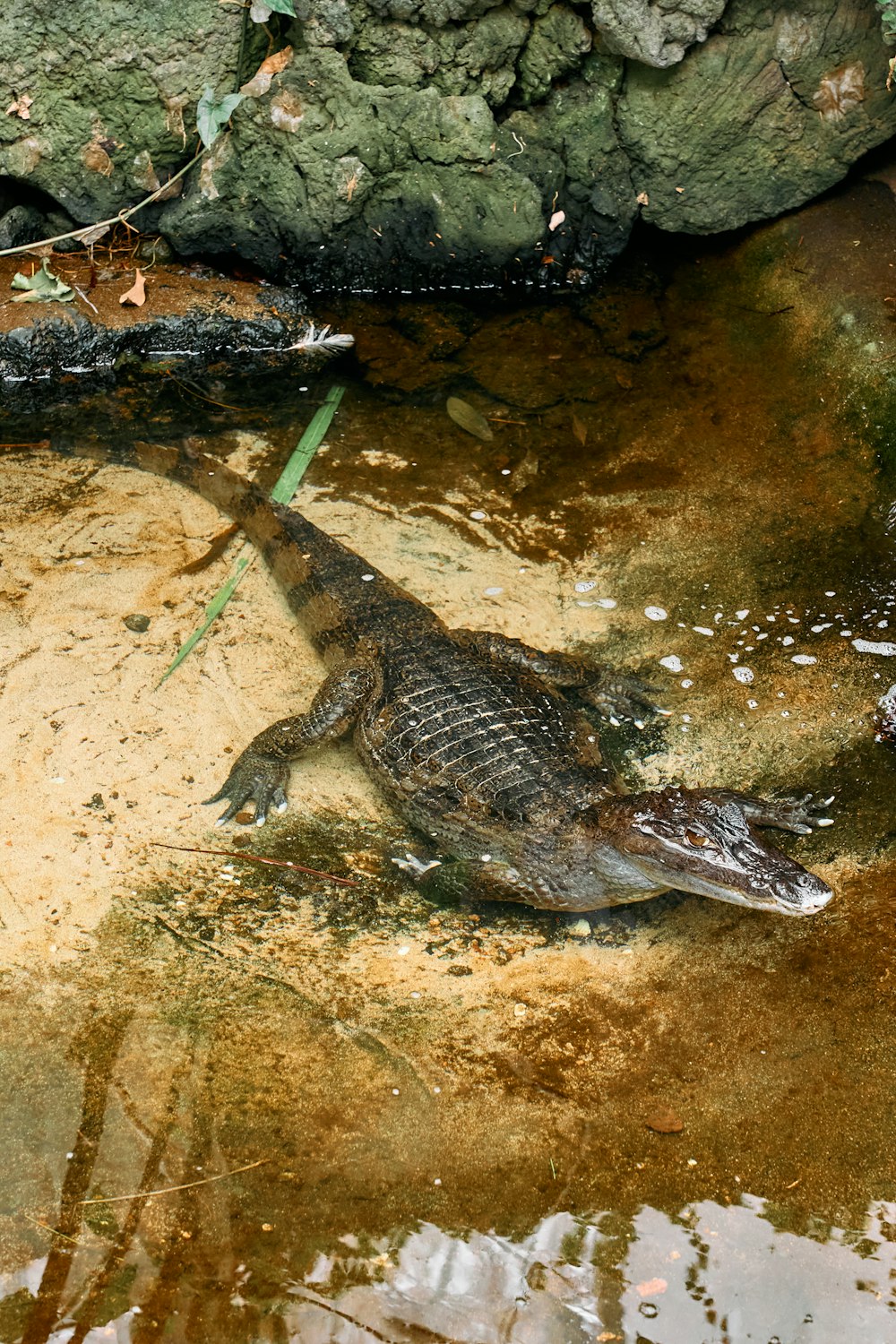 a large alligator laying on top of a body of water