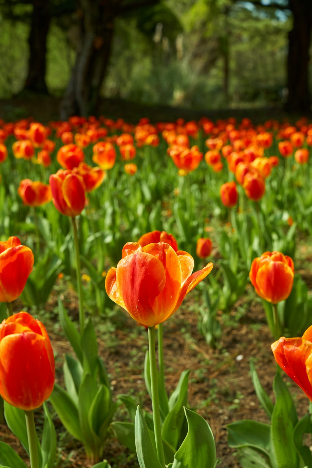 a field full of orange flowers with trees in the background