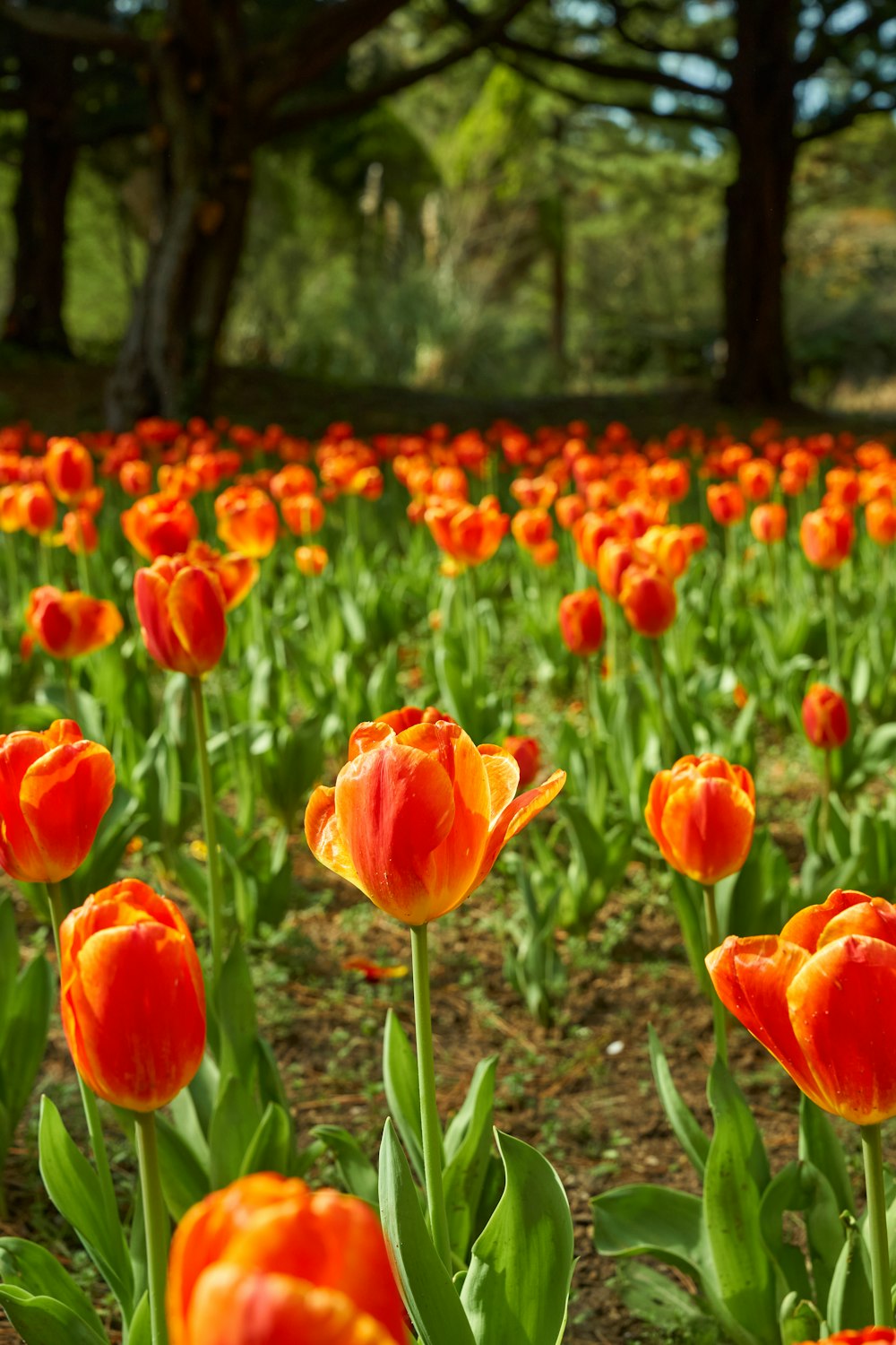 a field full of orange tulips with trees in the background