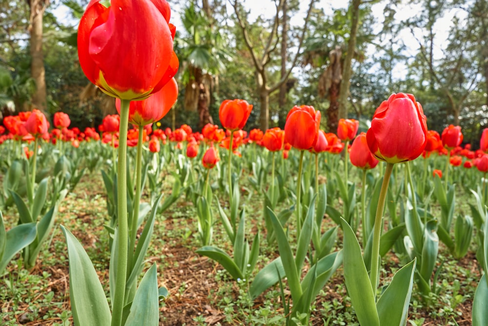 a field full of red tulips with trees in the background