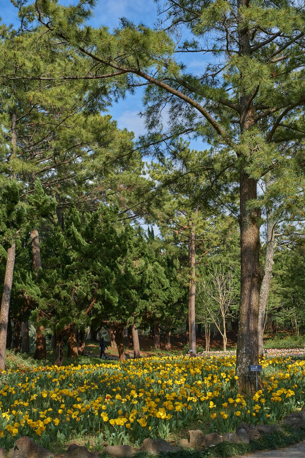 a park filled with lots of trees and yellow flowers
