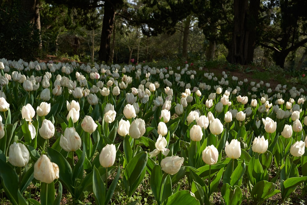 a field of white tulips with trees in the background