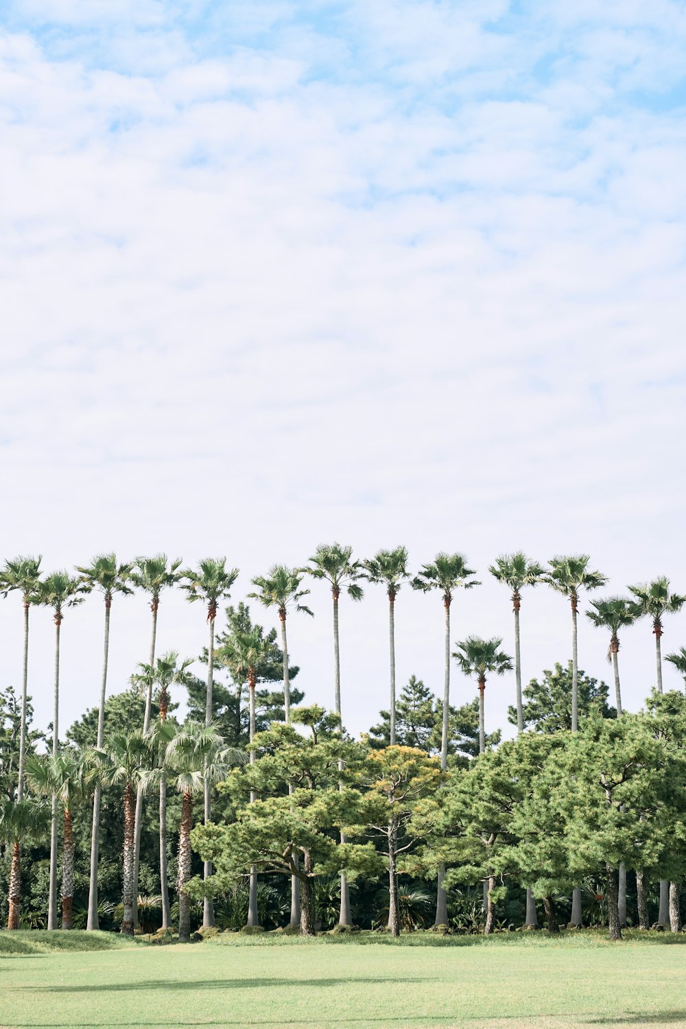 a group of palm trees in a field