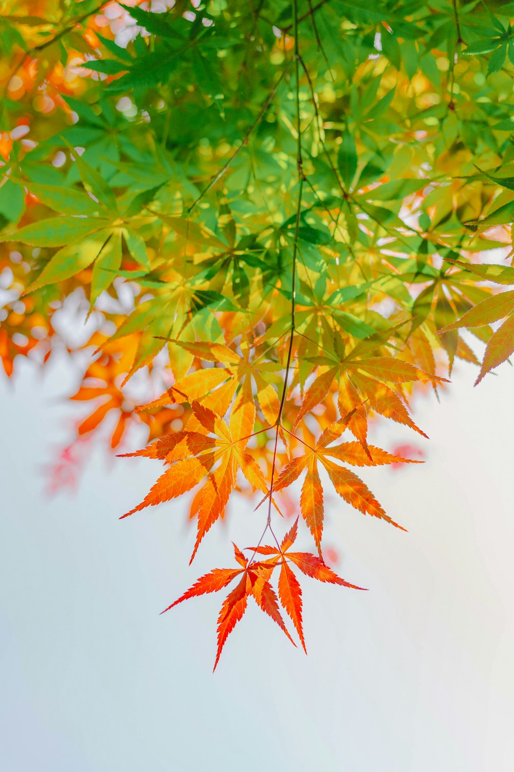 a bunch of leaves that are hanging from a tree