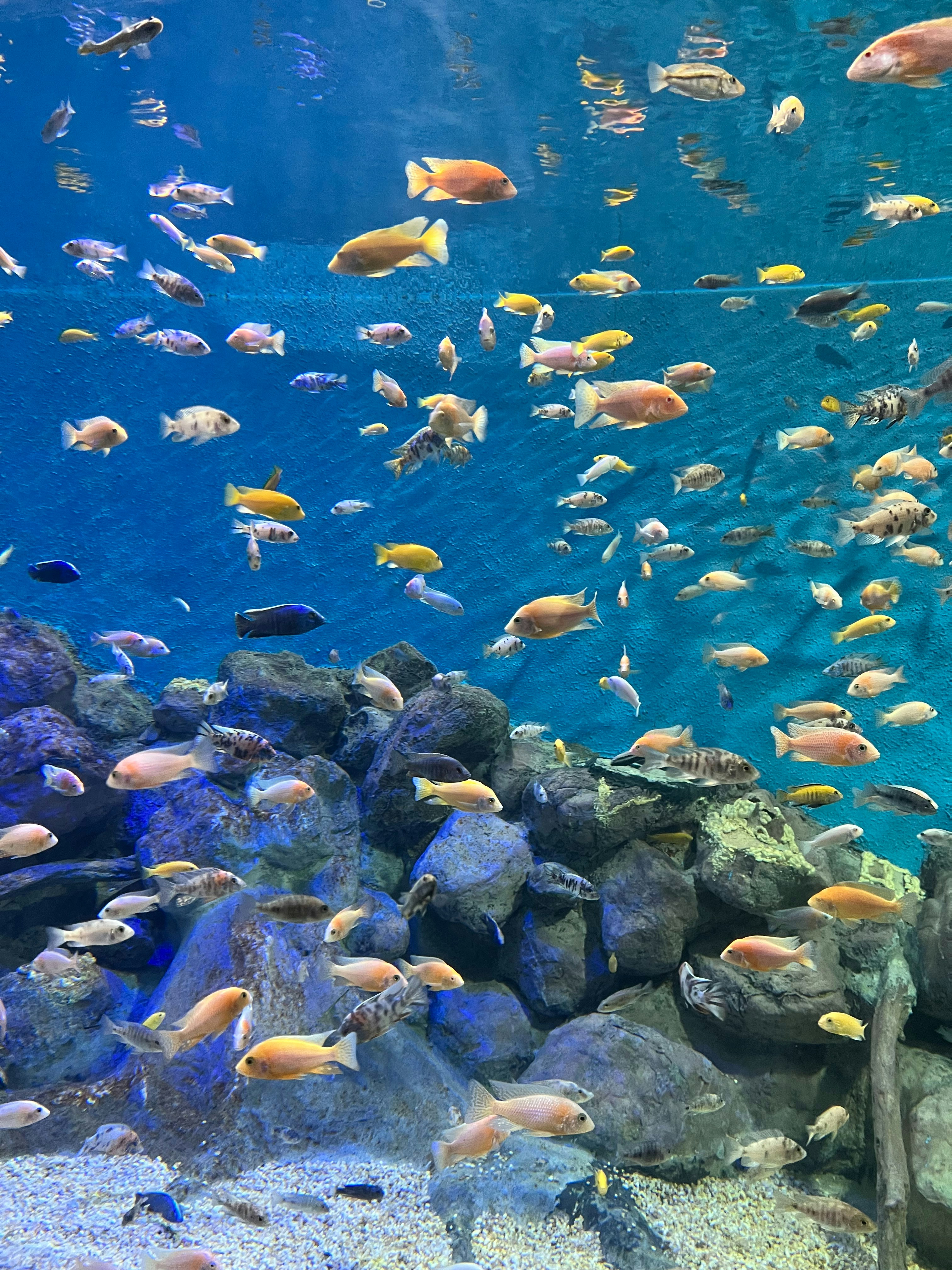 Children watching colorful fish at the Maui Ocean Center