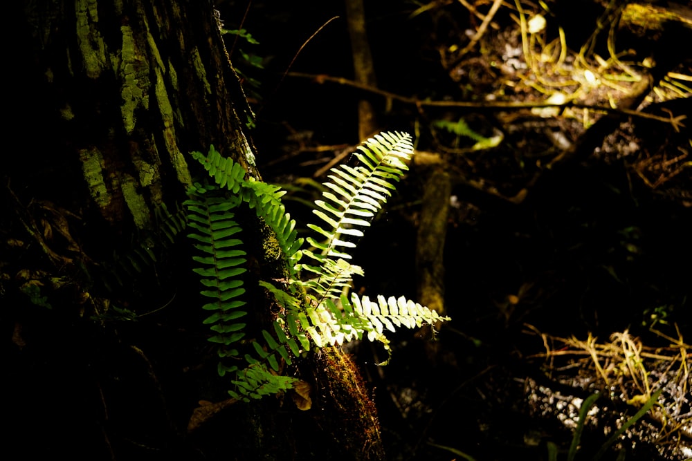 a fern is growing on a tree in the woods