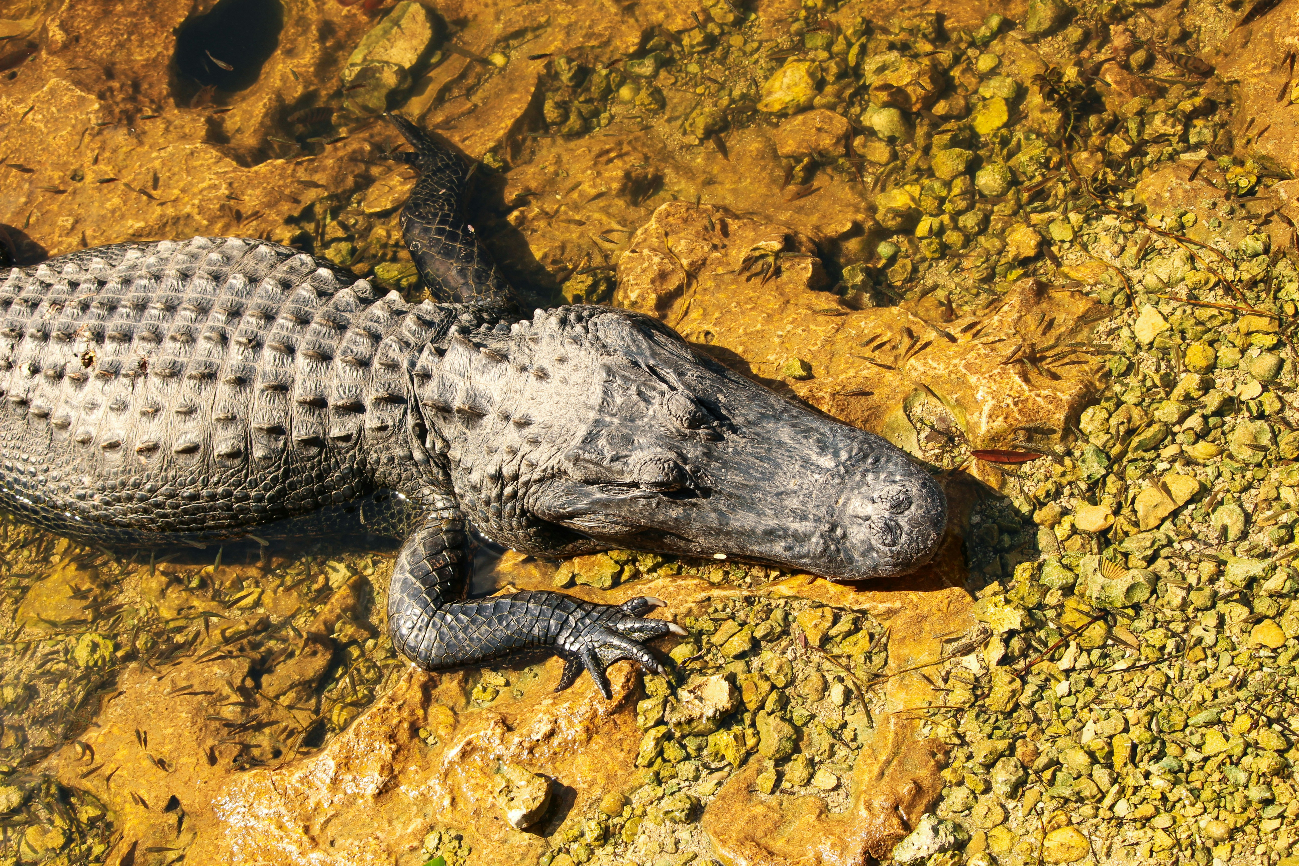 Image de Solomun Enflamme l'Ultra Miami 2025 avec un Set Collaboration Exceptionnel