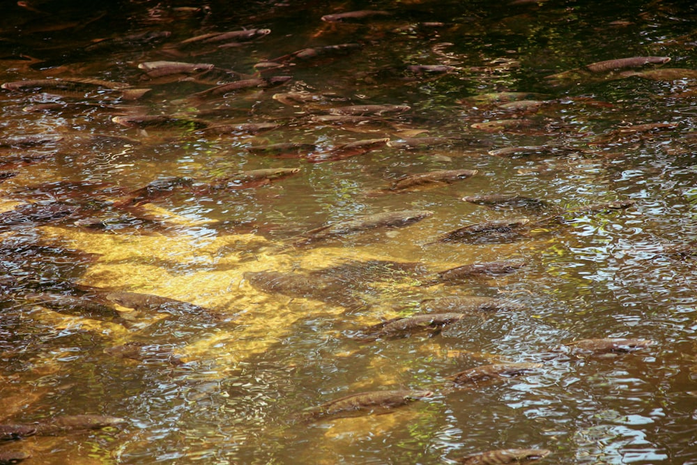 a group of fish swimming in a river