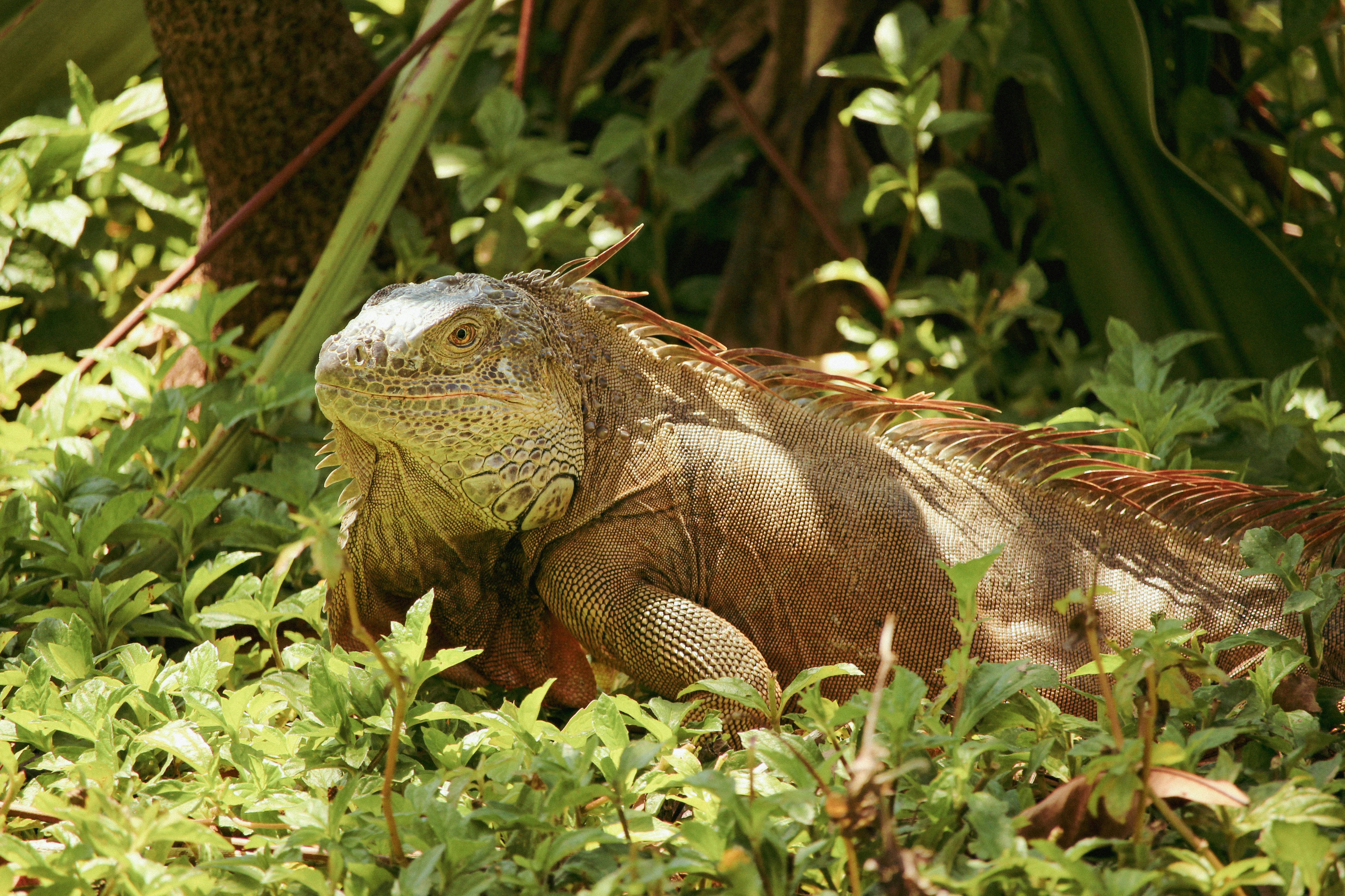 Invasive Species Create Unprecedented Competition (image credits: unsplash)