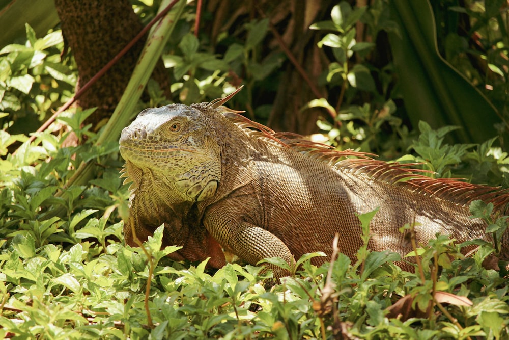 a close up of a lizard in the grass