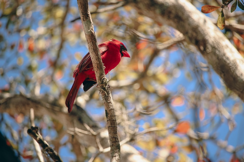 a red bird perched on a tree branch