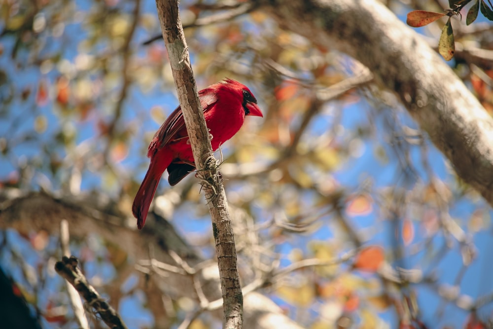 um pássaro vermelho empoleirado em um galho de árvore