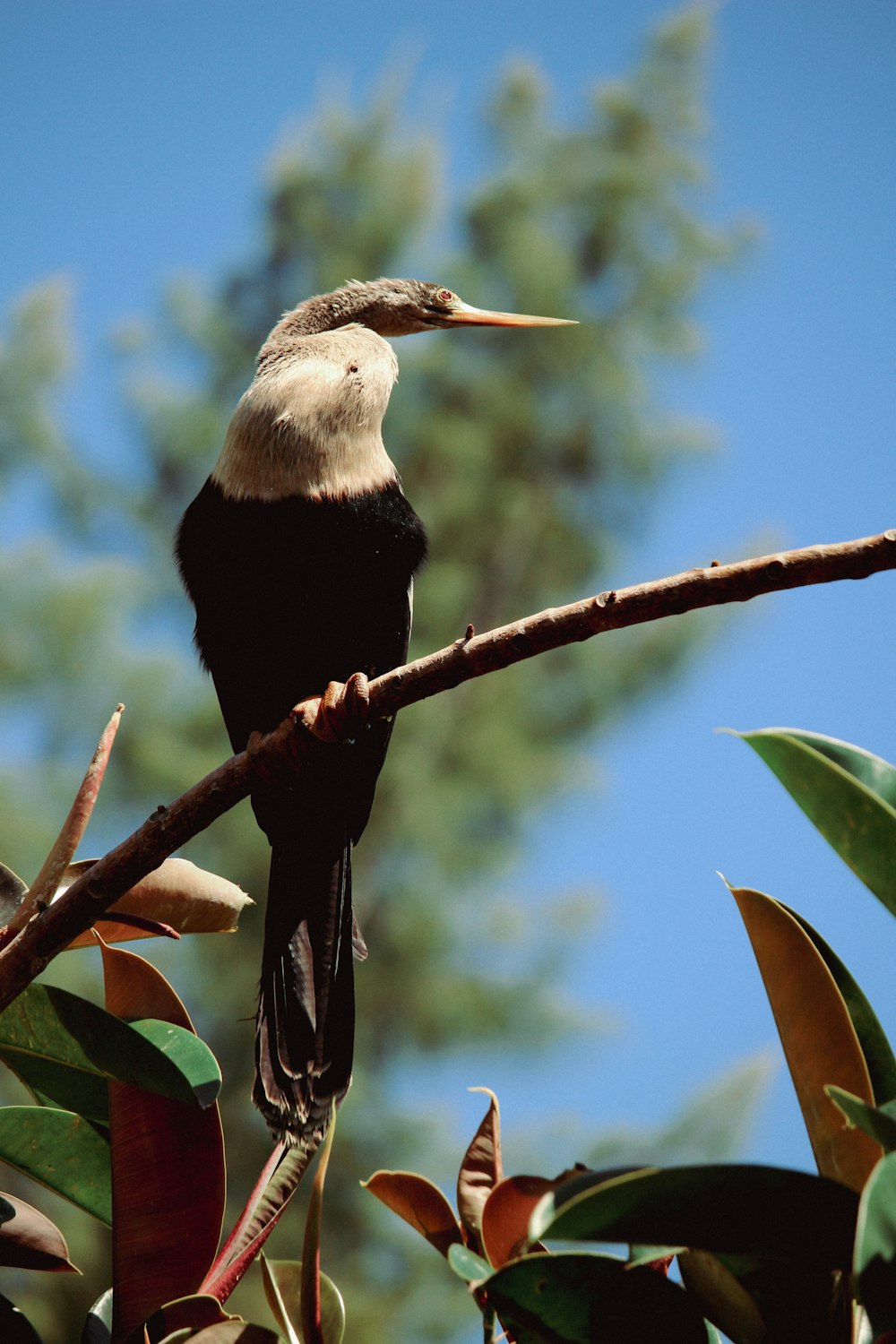 a bird sitting on top of a tree branch