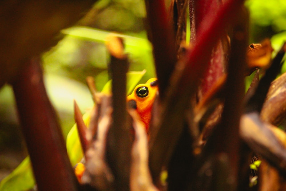 a frog is peeking out from behind a tree