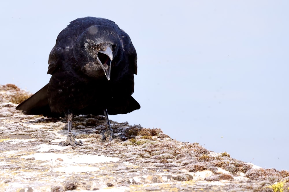 a large black bird sitting on top of a rock