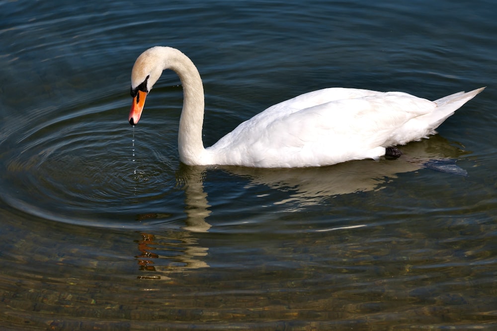 a white swan is swimming in the water