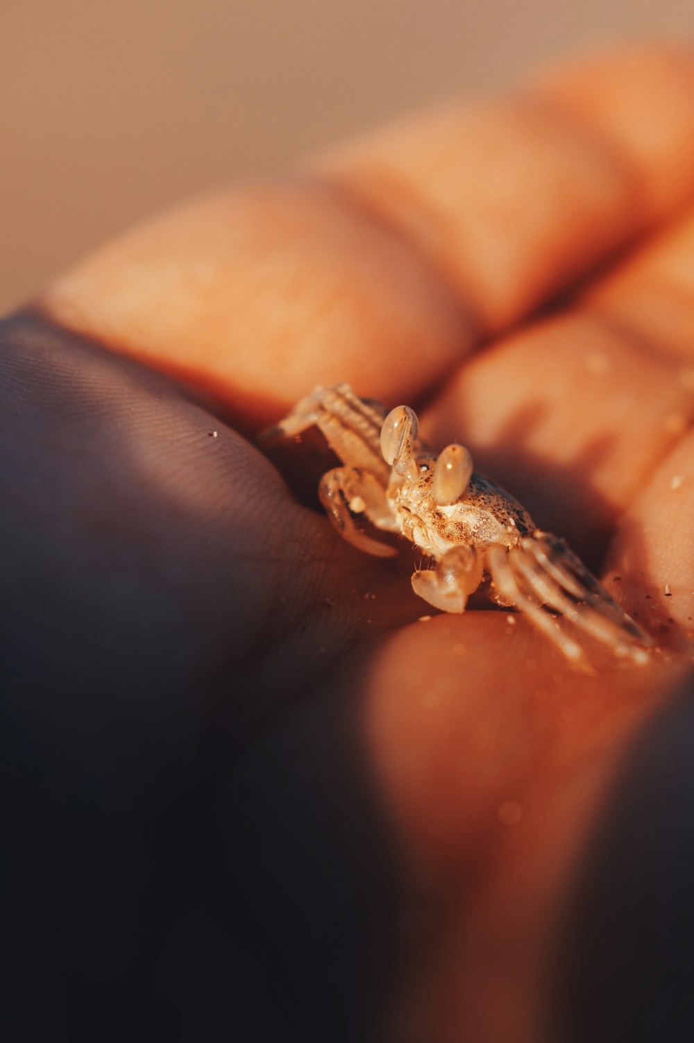 a close up of a person's hand holding a tiny insect