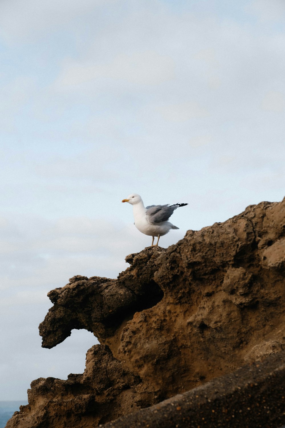 a seagull is standing on a rocky cliff