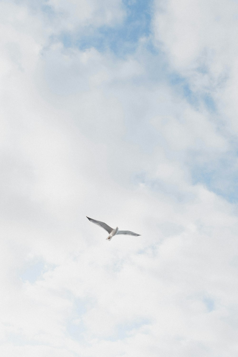 a white bird flying through a cloudy blue sky
