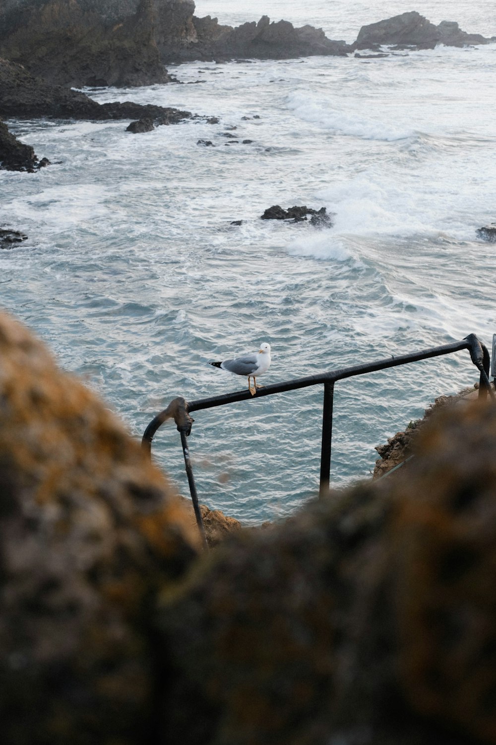 two seagulls sitting on a railing near the ocean