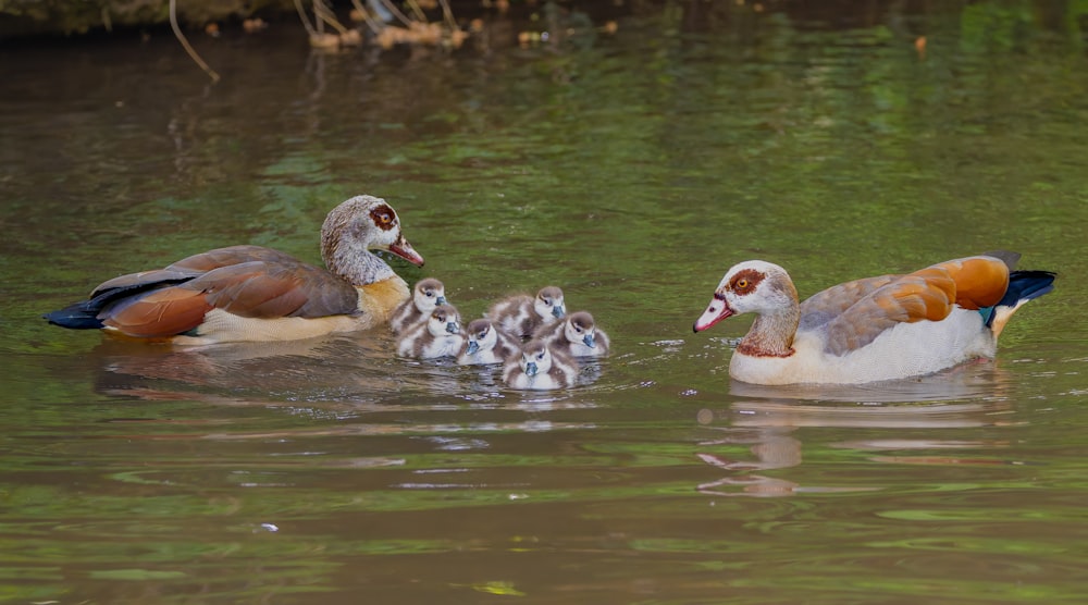 a group of ducks swimming on top of a lake