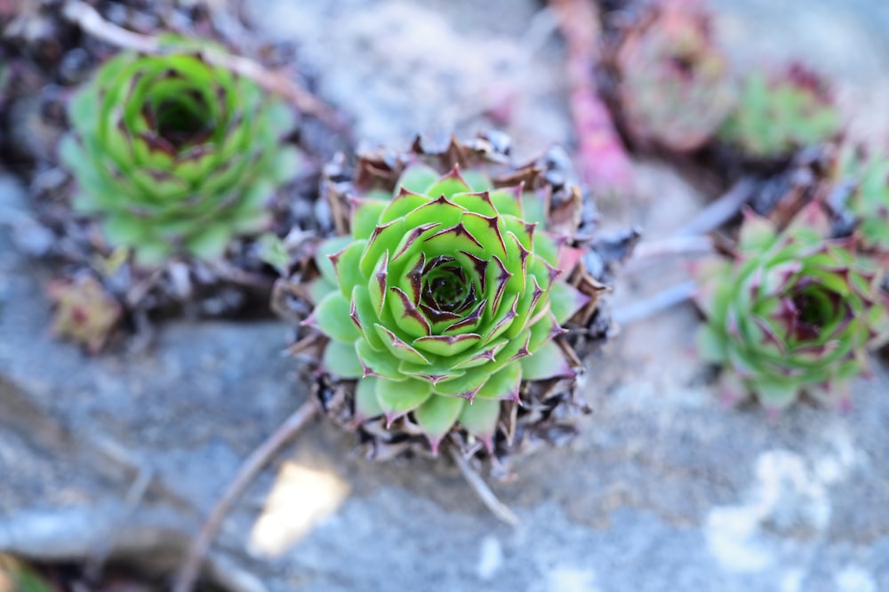 a group of small green flowers sitting on top of a rock