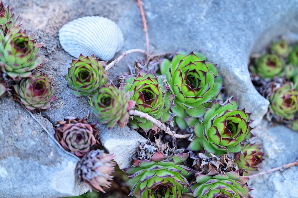 a bunch of plants that are growing out of some rocks